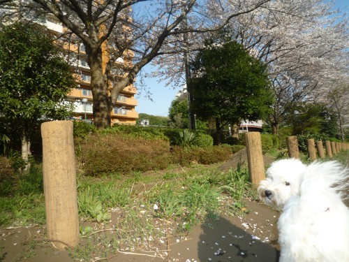 横浜山口ドッグスクール日記　～life with dog～