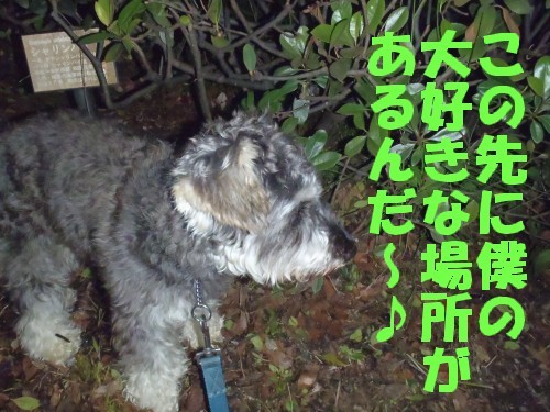 横浜山口ドッグスクール日記　～life with dog～