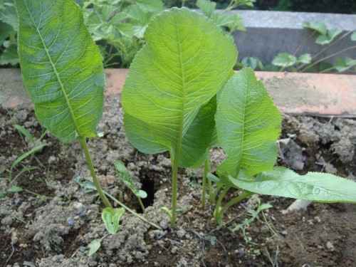 今年の野菜達。