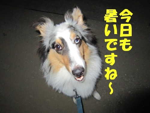 横浜山口ドッグスクール日記　～life with dog～