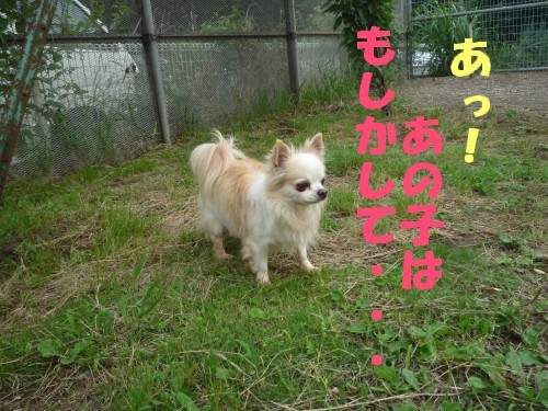 アピール