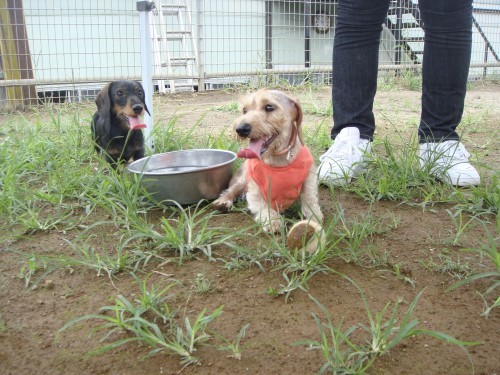 横浜山口ドッグスクール日記　～life with dog～