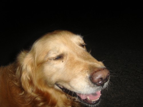癒し犬（笑）