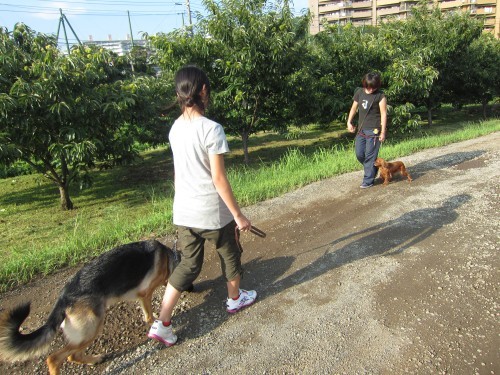 横浜山口ドッグスクール日記　～life with dog～