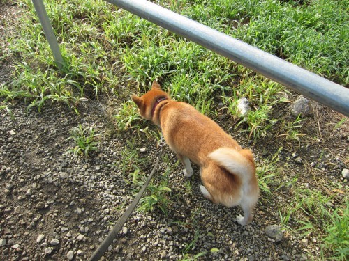 横浜山口ドッグスクール日記　～life with dog～