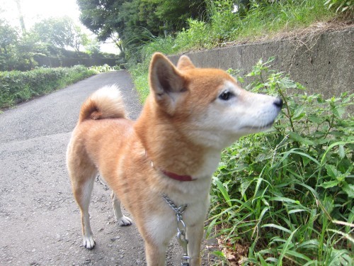 横浜山口ドッグスクール日記　～life with dog～