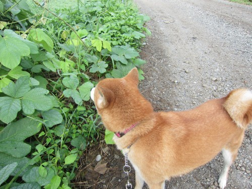 横浜山口ドッグスクール日記　～life with dog～