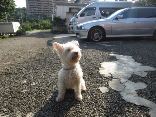 横浜山口ドッグスクール日記　～life with dog～