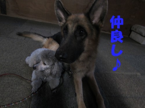 横浜山口ドッグスクール日記　～life with dog～