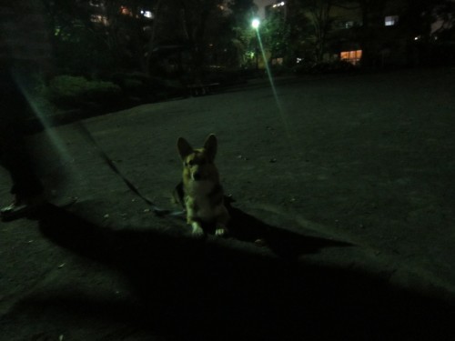 横浜山口ドッグスクール日記　～life with dog～
