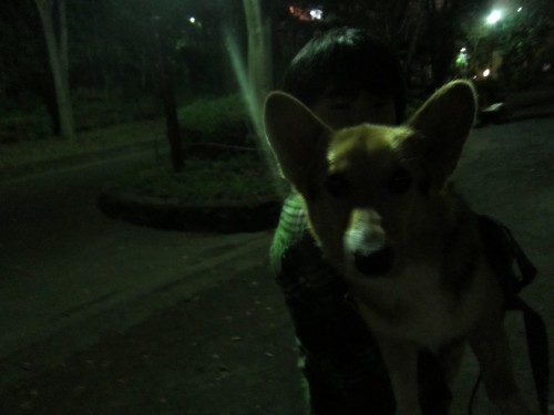 横浜山口ドッグスクール日記　～life with dog～