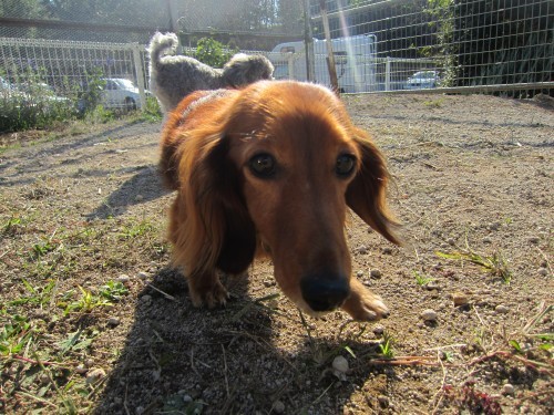 小型犬大集合