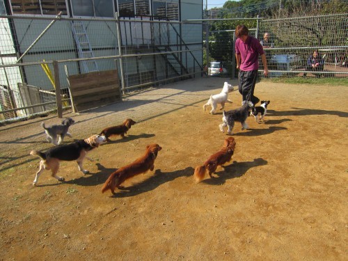 横浜山口ドッグスクール日記　～life with dog～