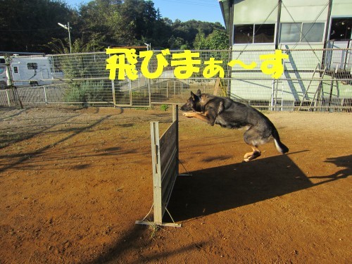 横浜山口ドッグスクール日記　～life with dog～