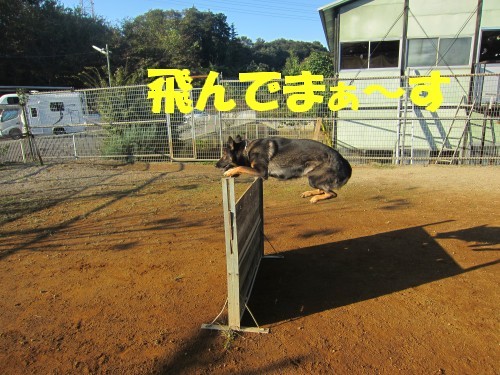 横浜山口ドッグスクール日記　～life with dog～