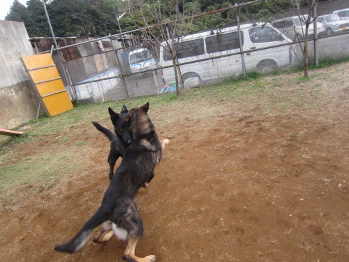 横浜山口ドッグスクール日記　～life with dog～