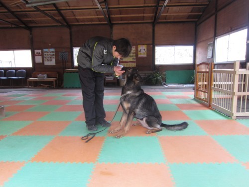 横浜山口ドッグスクール日記　～life with dog～