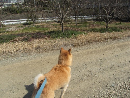 横浜山口ドッグスクール日記　～life with dog～