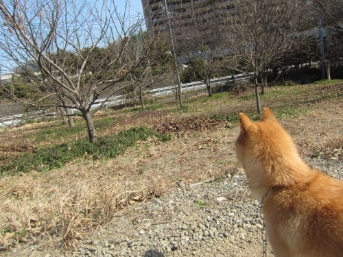 横浜山口ドッグスクール日記　～life with dog～