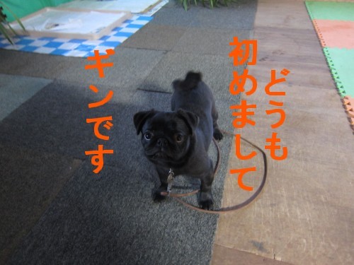 新入生