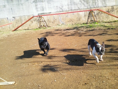 横浜山口ドッグスクール日記　～life with dog～