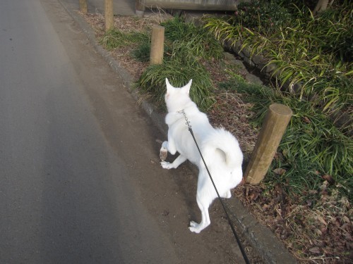 横浜山口ドッグスクール日記　～life with dog～