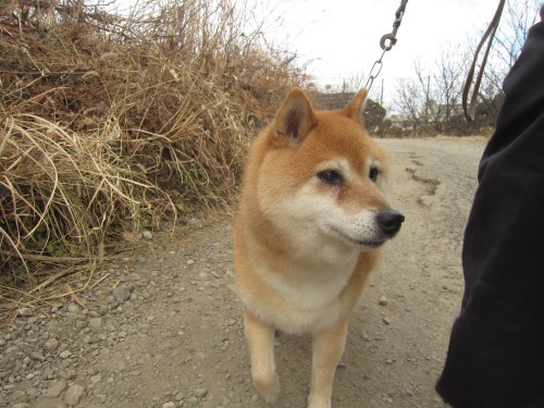 横浜山口ドッグスクール日記　～life with dog～