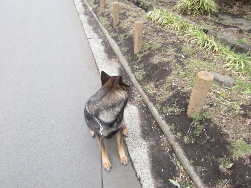 横浜山口ドッグスクール日記　～life with dog～