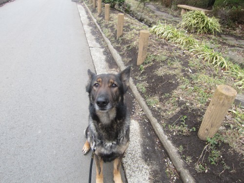 横浜山口ドッグスクール日記　～life with dog～