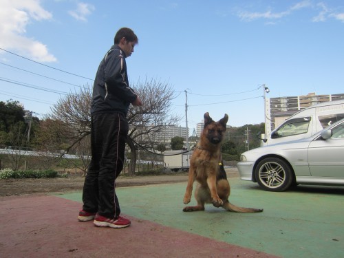 横浜山口ドッグスクール日記　～life with dog～