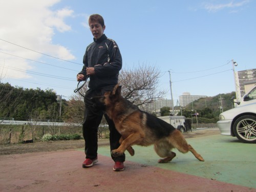 横浜山口ドッグスクール日記　～life with dog～