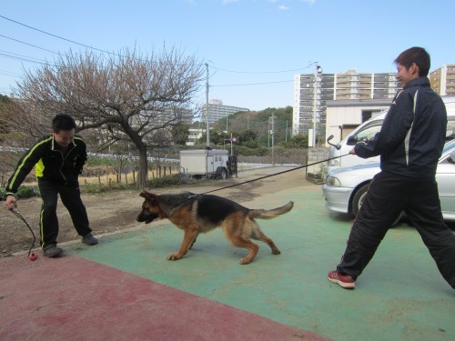 横浜山口ドッグスクール日記　～life with dog～