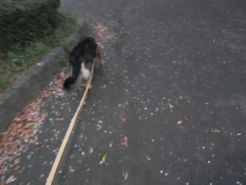 横浜山口ドッグスクール日記　～life with dog～