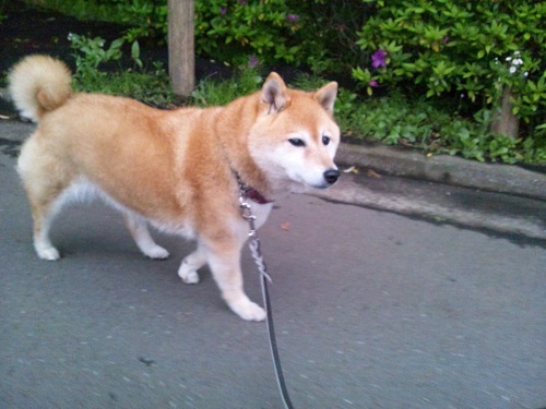 今日も元気よく!!