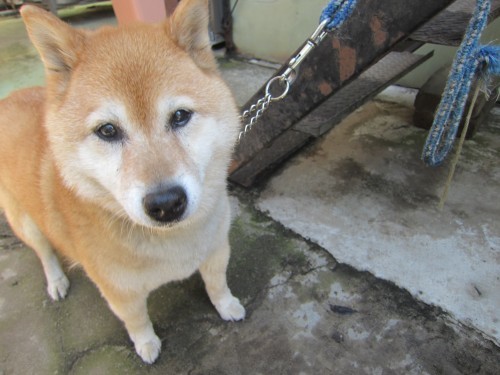 横浜山口ドッグスクール日記　～life with dog～