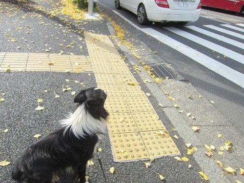 横浜山口ドッグスクール日記　～life with dog～