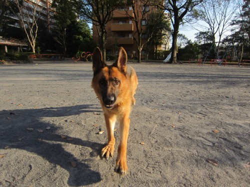 横浜山口ドッグスクール日記　～life with dog～