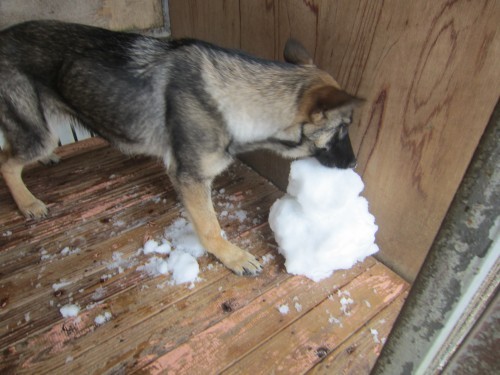 雪だるまと・・・