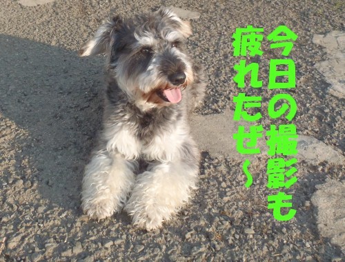 横浜山口ドッグスクール日記　～life with dog～
