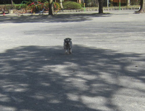 横浜山口ドッグスクール日記　～life with dog～