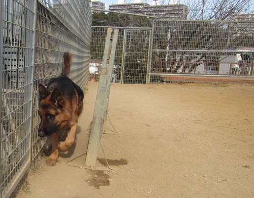 横浜山口ドッグスクール日記　～life with dog～