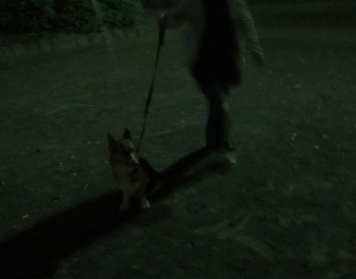 横浜山口ドッグスクール日記　～life with dog～