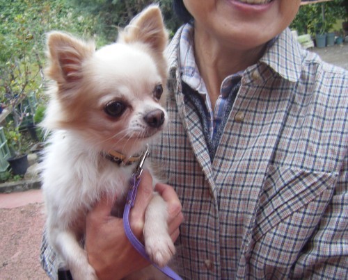 横浜山口ドッグスクール日記　～life with dog～