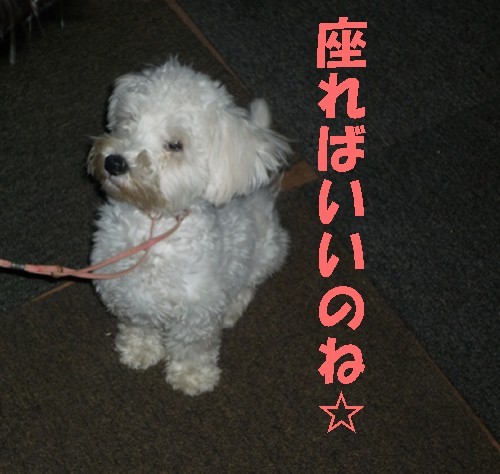 横浜山口ドッグスクール日記　～life with dog～