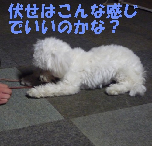 横浜山口ドッグスクール日記　～life with dog～