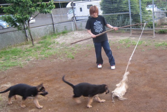 横浜山口ドッグスクール日記　～life with dog～