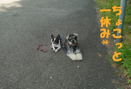 横浜山口ドッグスクール日記　～life with dog～