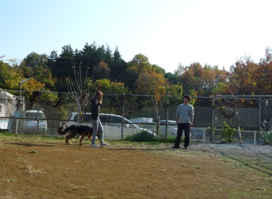 横浜山口ドッグスクール日記　～life with dog～