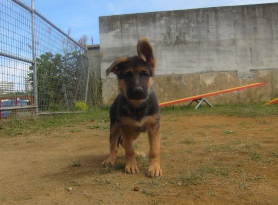 仔犬情報