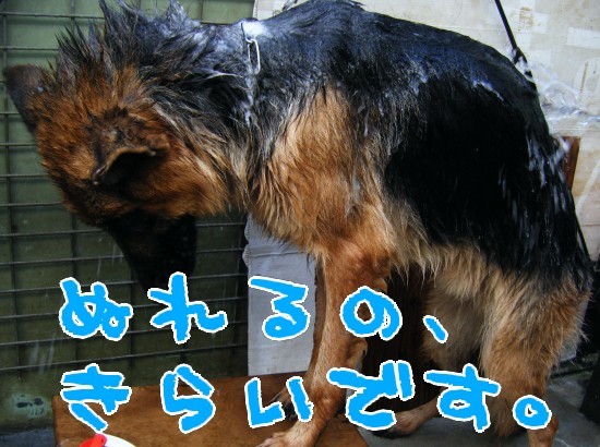 横浜山口ドッグスクール日記　～life with dog～